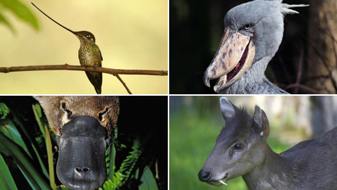 ���� �����