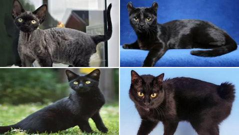بعيدا عن الأساطير.. إليكم 10 من أنواع القطط السوداء الرائعة والجذابة