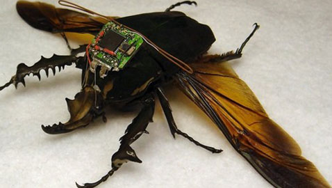 اغرب الأسلحة في الحروب: استخدام الحشرات